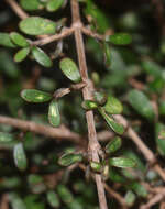 صورة Coprosma dumosa (Cheeseman) G. T. Jane