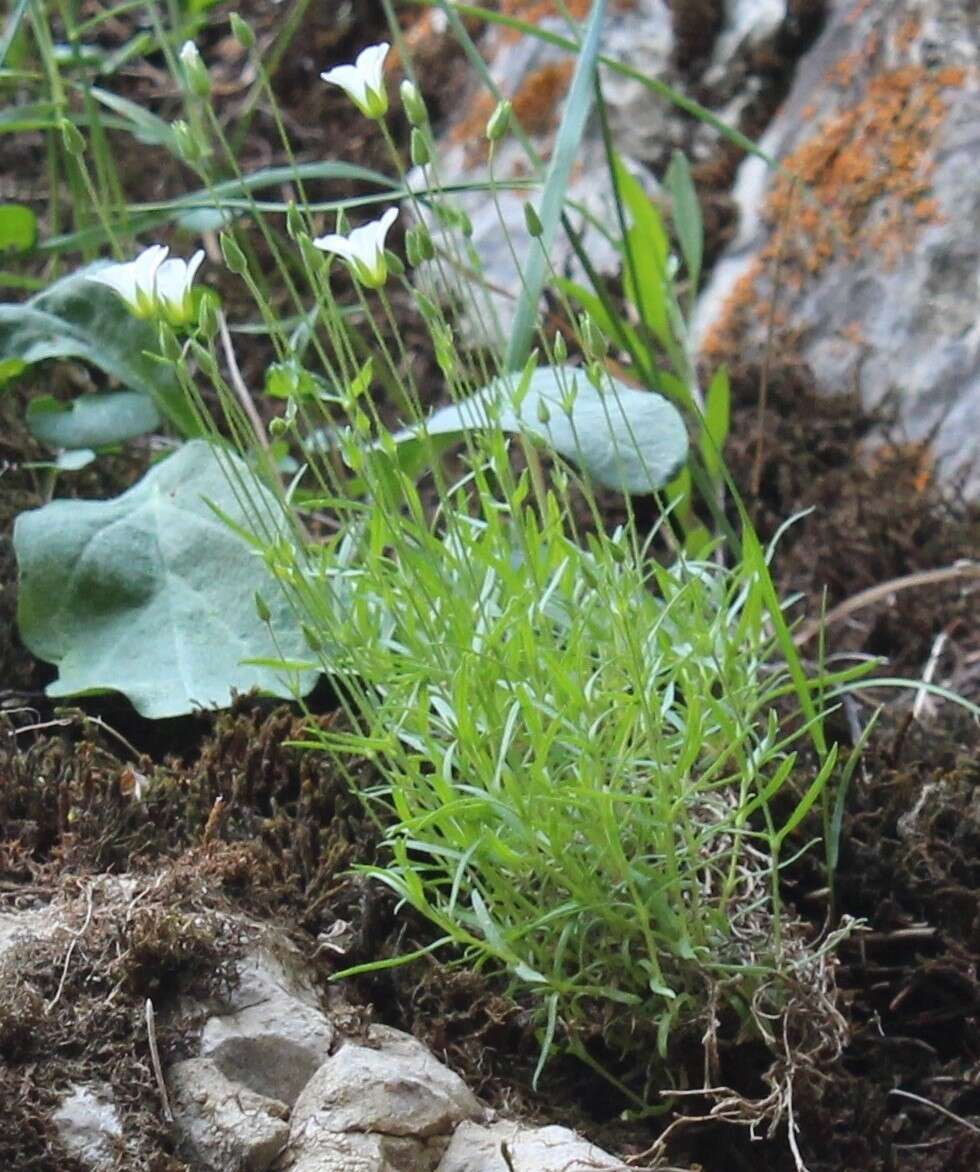 Слика од Sabulina helmii (Fisch. ex Ser.) Dillenb. & Kadereit