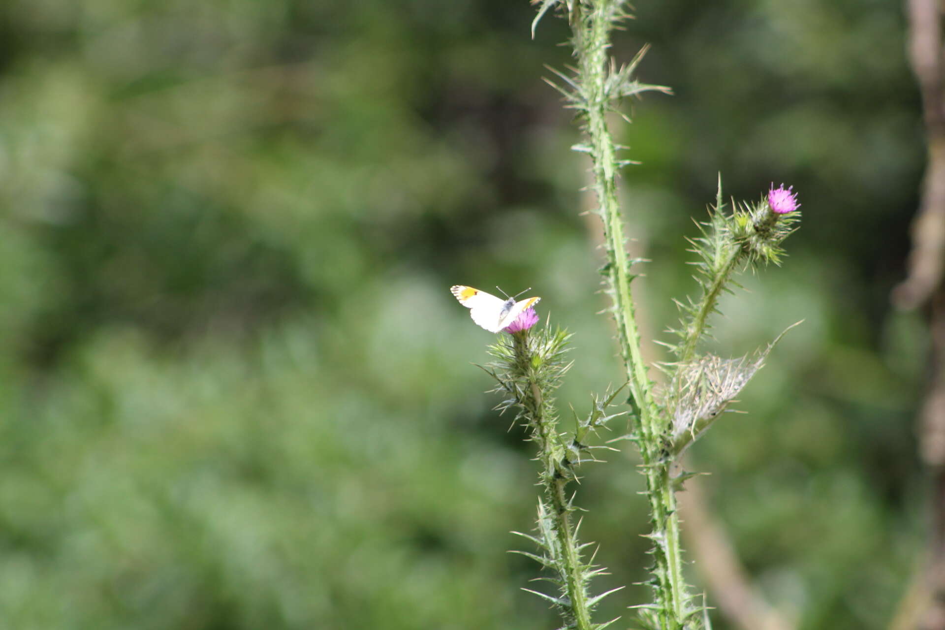 Image of Anthocharis sara sara