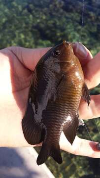 Image of Dusky Damselfish