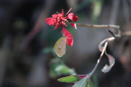 Слика од Euphorbia strigosa Hook. & Arn.