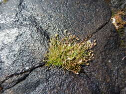 Image of knotted pearlwort