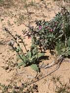 Image de Penstemon albomarginatus M. E. Jones