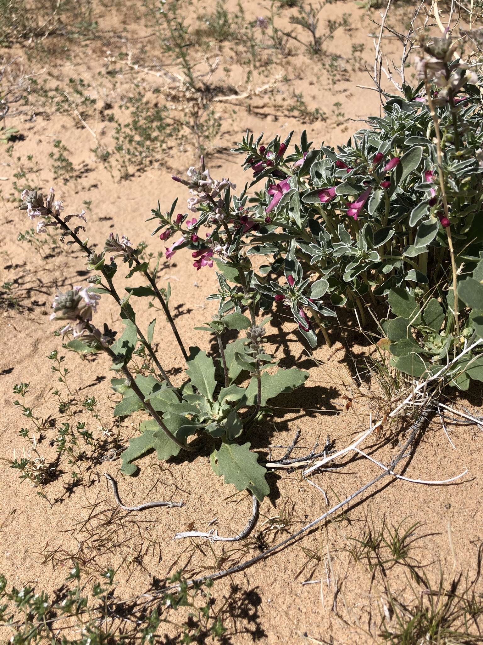 Image de Penstemon albomarginatus M. E. Jones