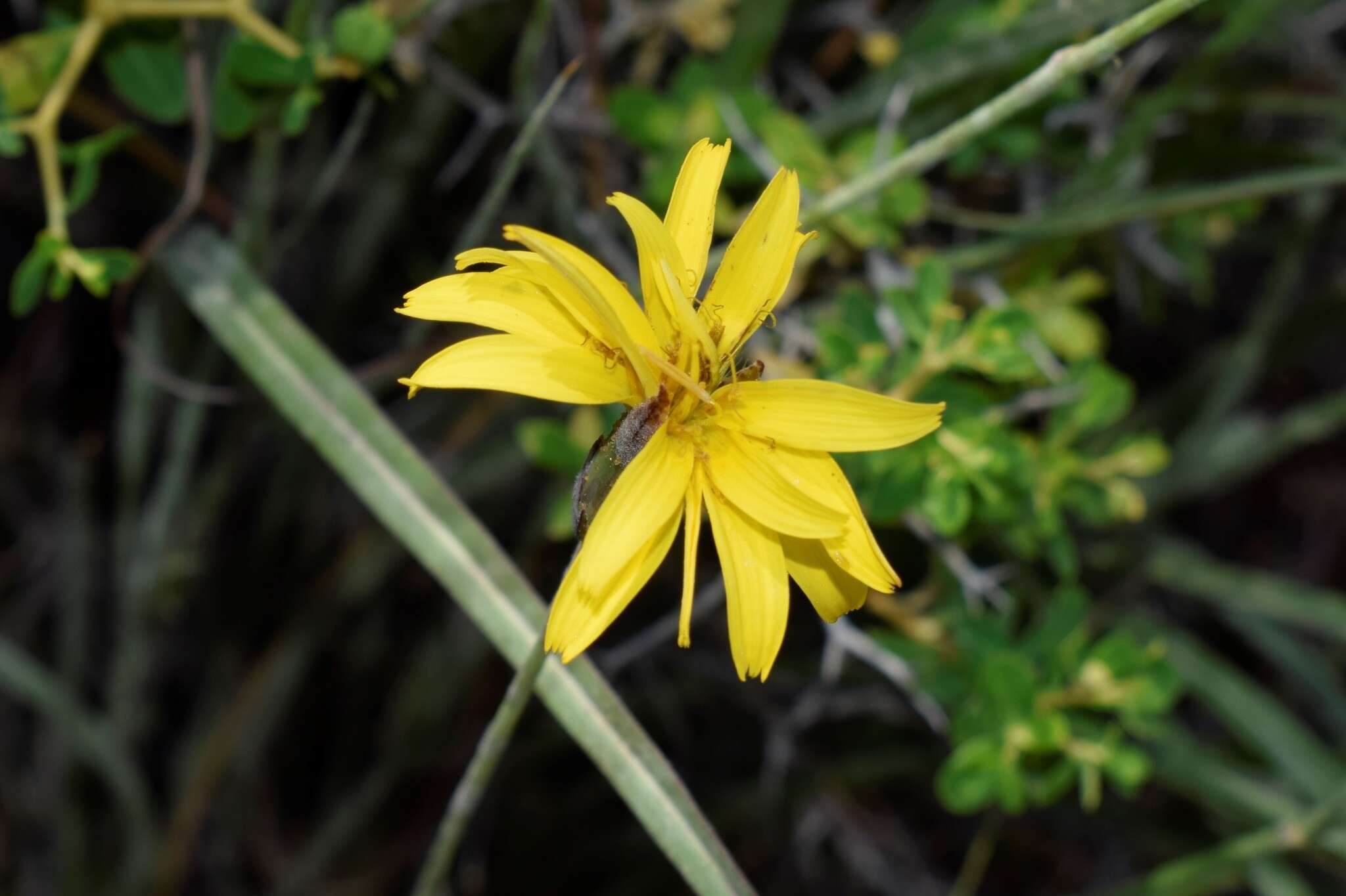 Pseudopodospermum crocifolium (Sibth. & Sm.) Zaika, Sukhor. & N. Kilian resmi