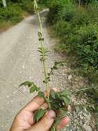 Image de Agrimonia eupatoria subsp. grandis (Andrz. ex Ascherson & Graebner) Bornm.