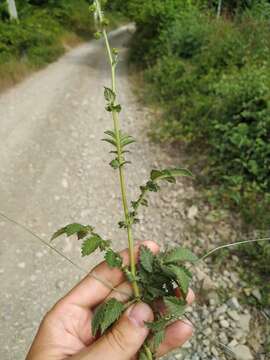 Agrimonia eupatoria subsp. grandis (Andrz. ex Ascherson & Graebner) Bornm.的圖片