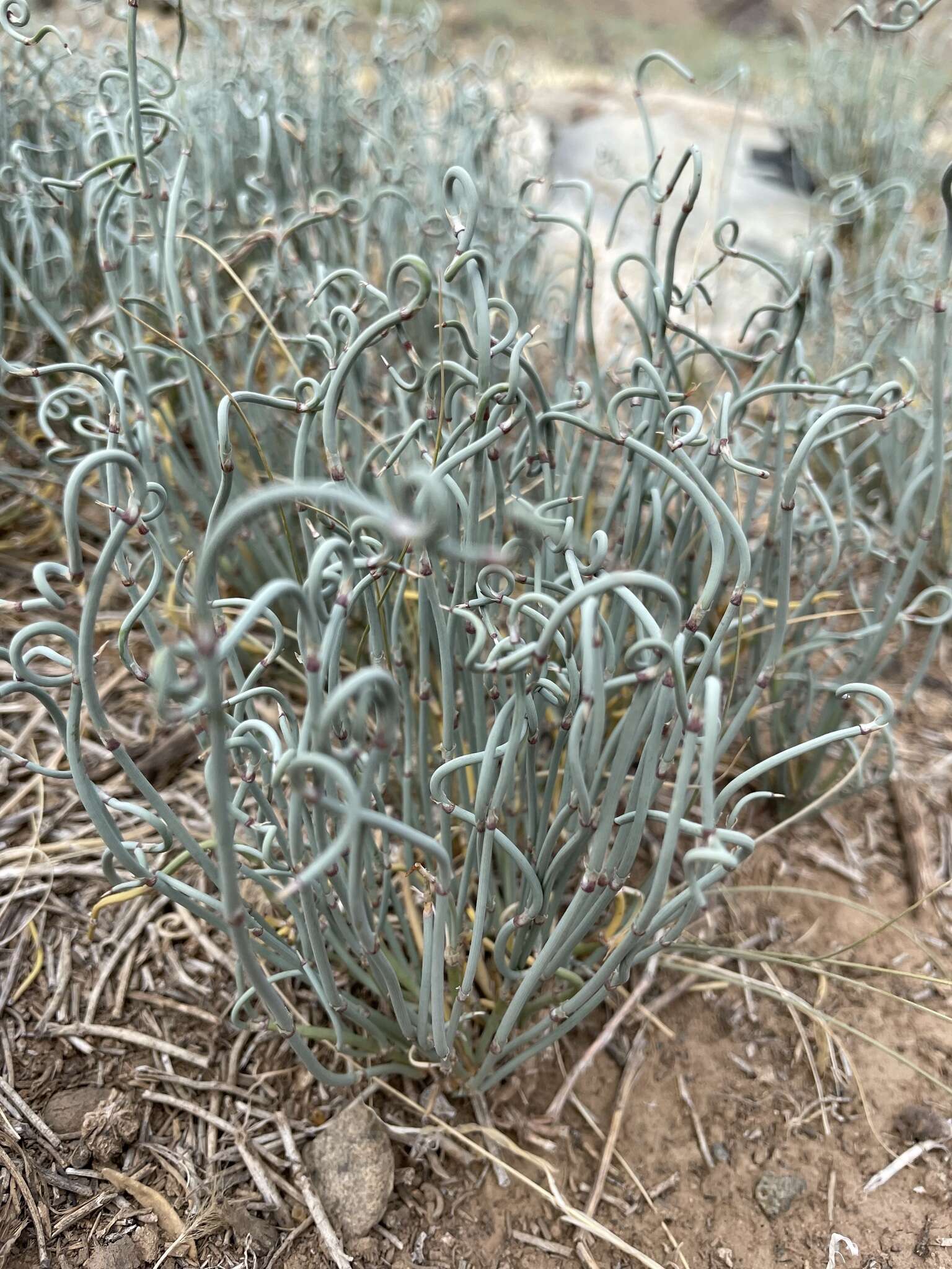 Image of Ephedra przewalskii Stapf