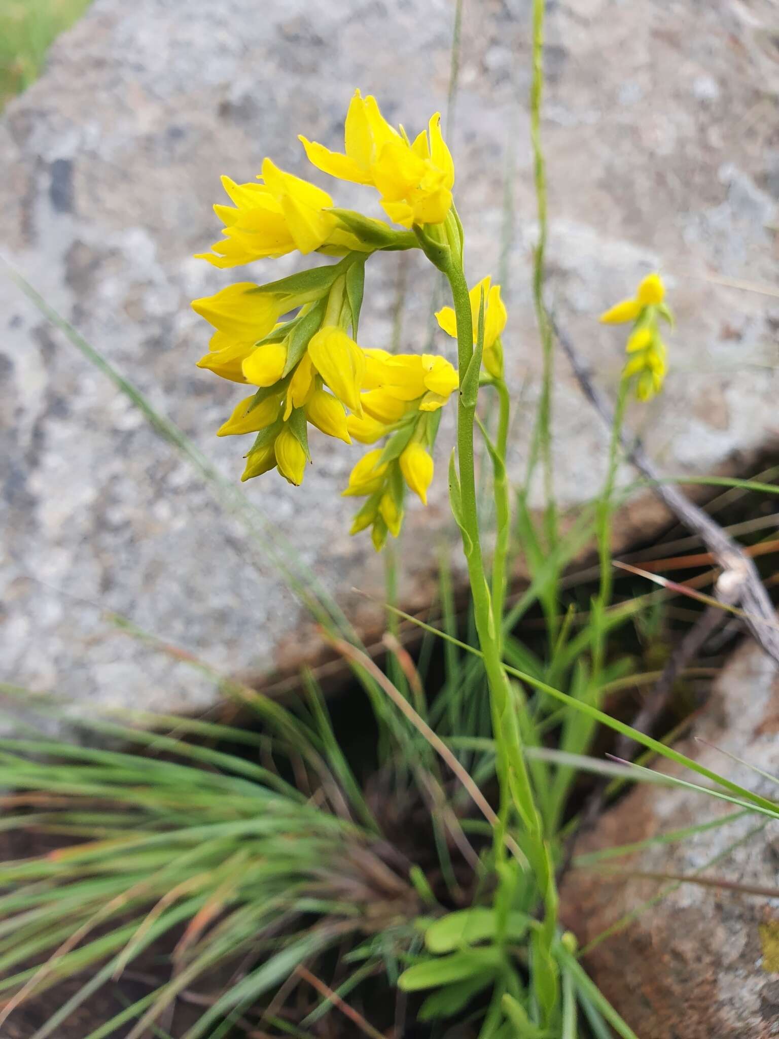 Schizochilus zeyheri Sond. resmi