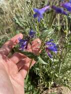 Image of sulphur penstemon