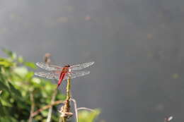 Tramea abdominalis (Rambur 1842) resmi