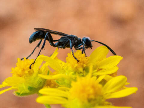 Sivun Prionyx globosus (F. Smith 1856) kuva