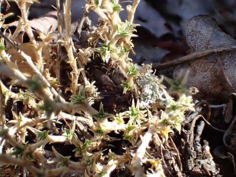 Image of Arenaria aggregata (L.) Loisel.