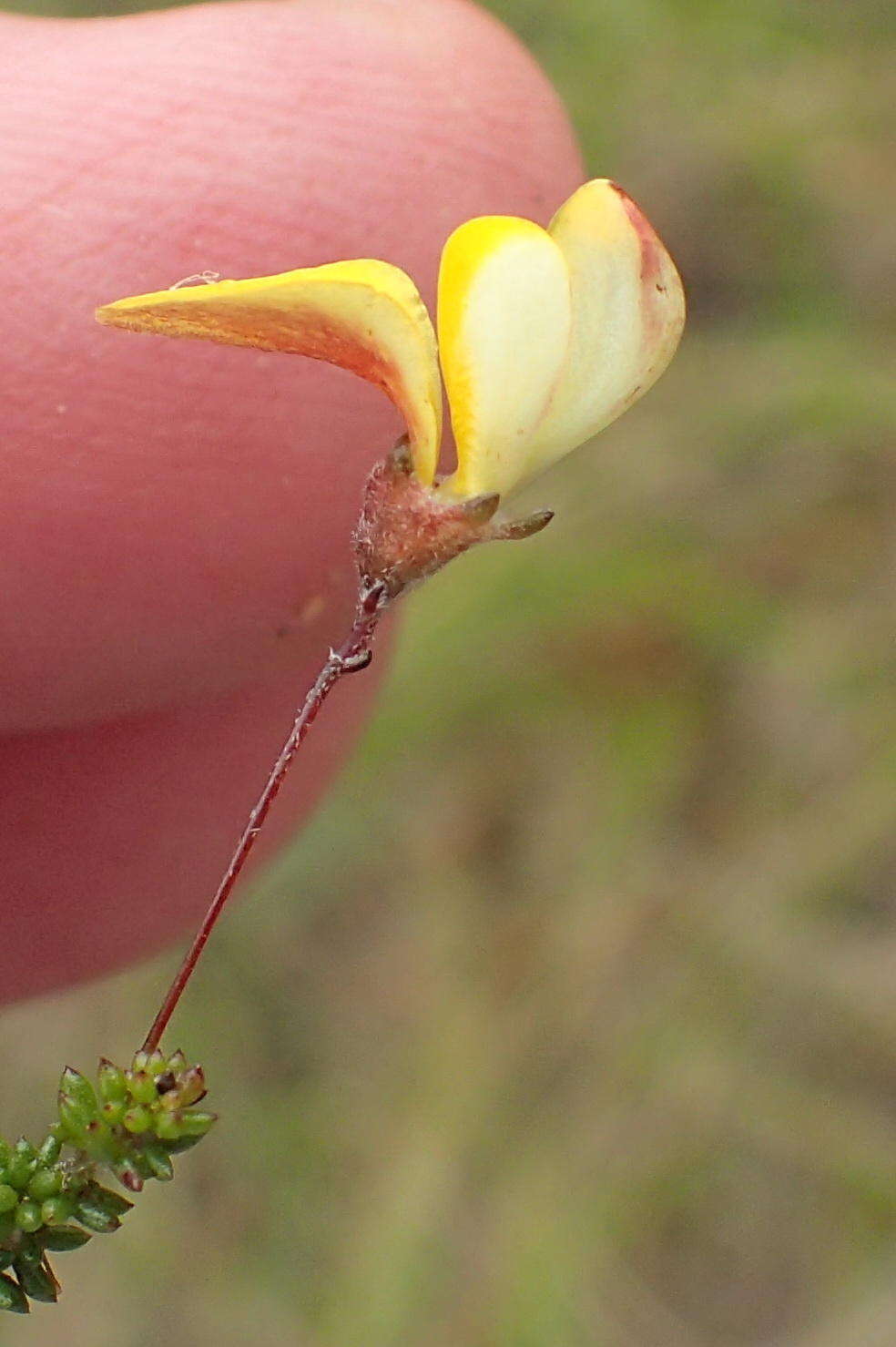 Image of Aspalathus tenuissima R. Dahlgren