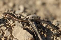 Image of Rüppell's snake-eyed skink