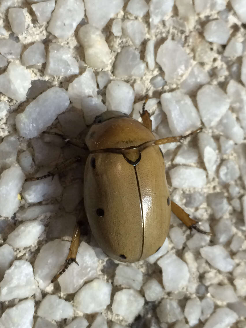 Image of Grapevine Beetle