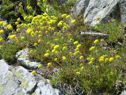 Image of Piper's golden buckwheat