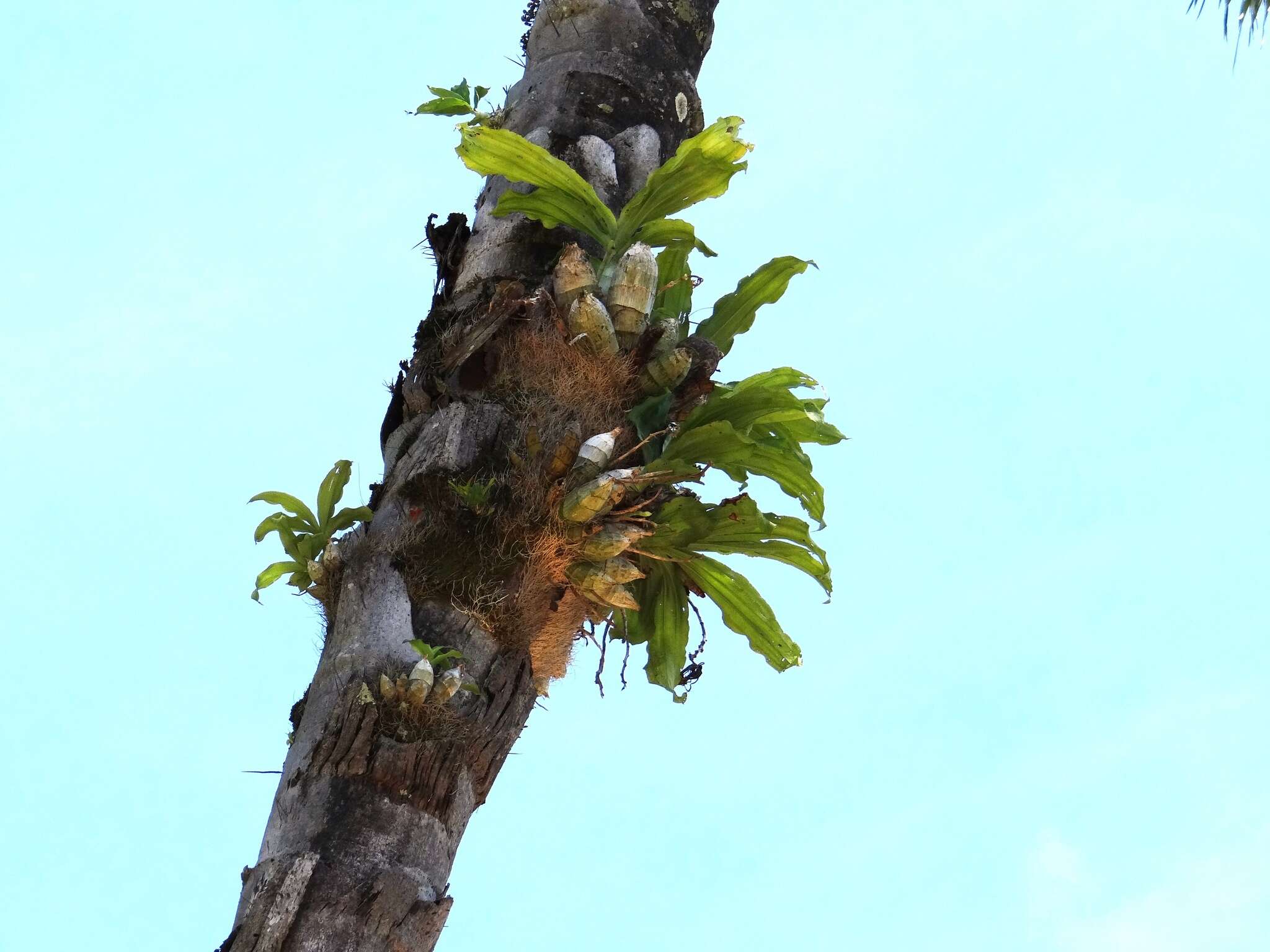 Image of Catasetum fimbriatum (C. Morren) Lindl.