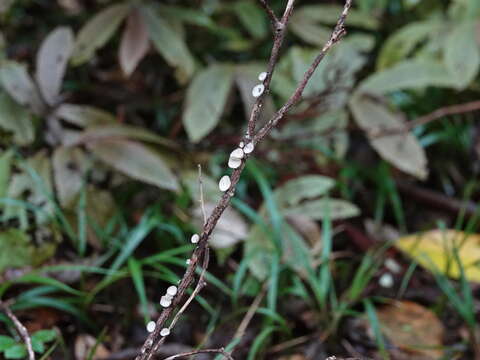 Image of Hohenbuehelia cyphelliformis (Berk.) O. K. Mill. 1986