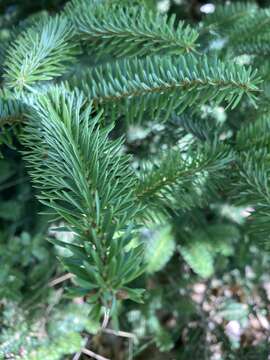 Image of Grecian Fir