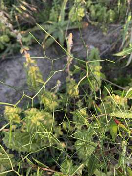 Image of Asparagus divaricatus (Oberm.) Fellingham & N. L. Mey.