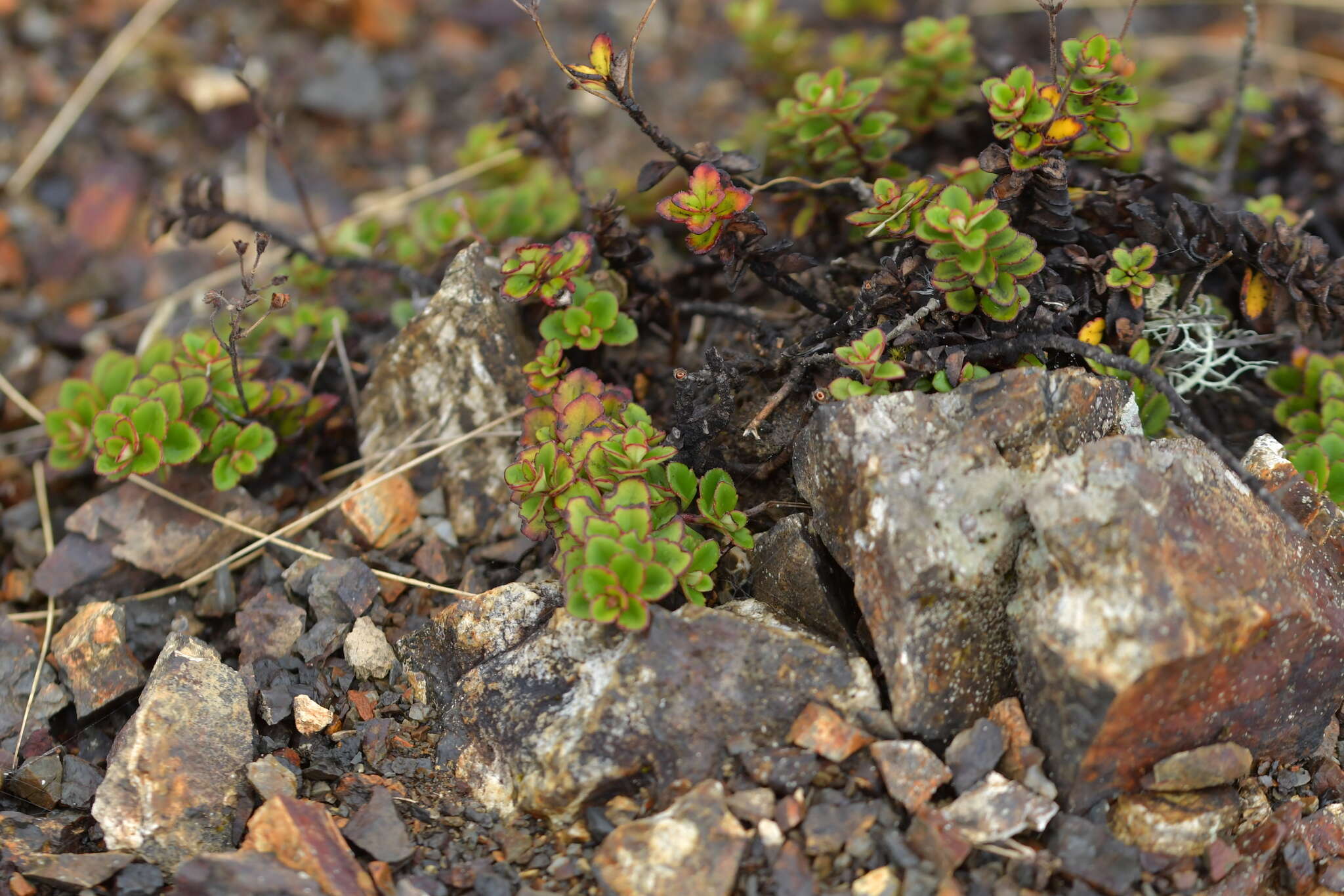 Image de Veronica hookeriana Walp.