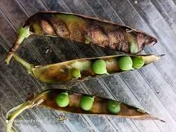 Image of Cyprus-vetch