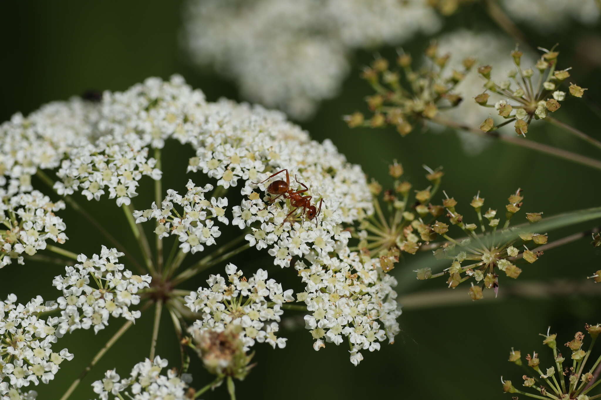 Image of <i>Formica biophilica</i> Trager