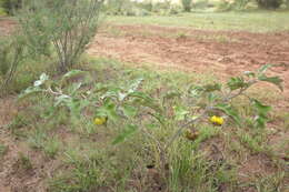 Image of Solanum lichtensteinii Willd.