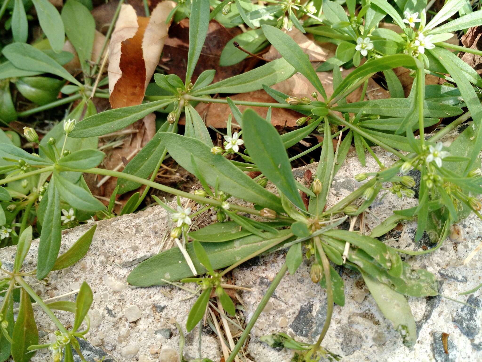 Image of carpetweed