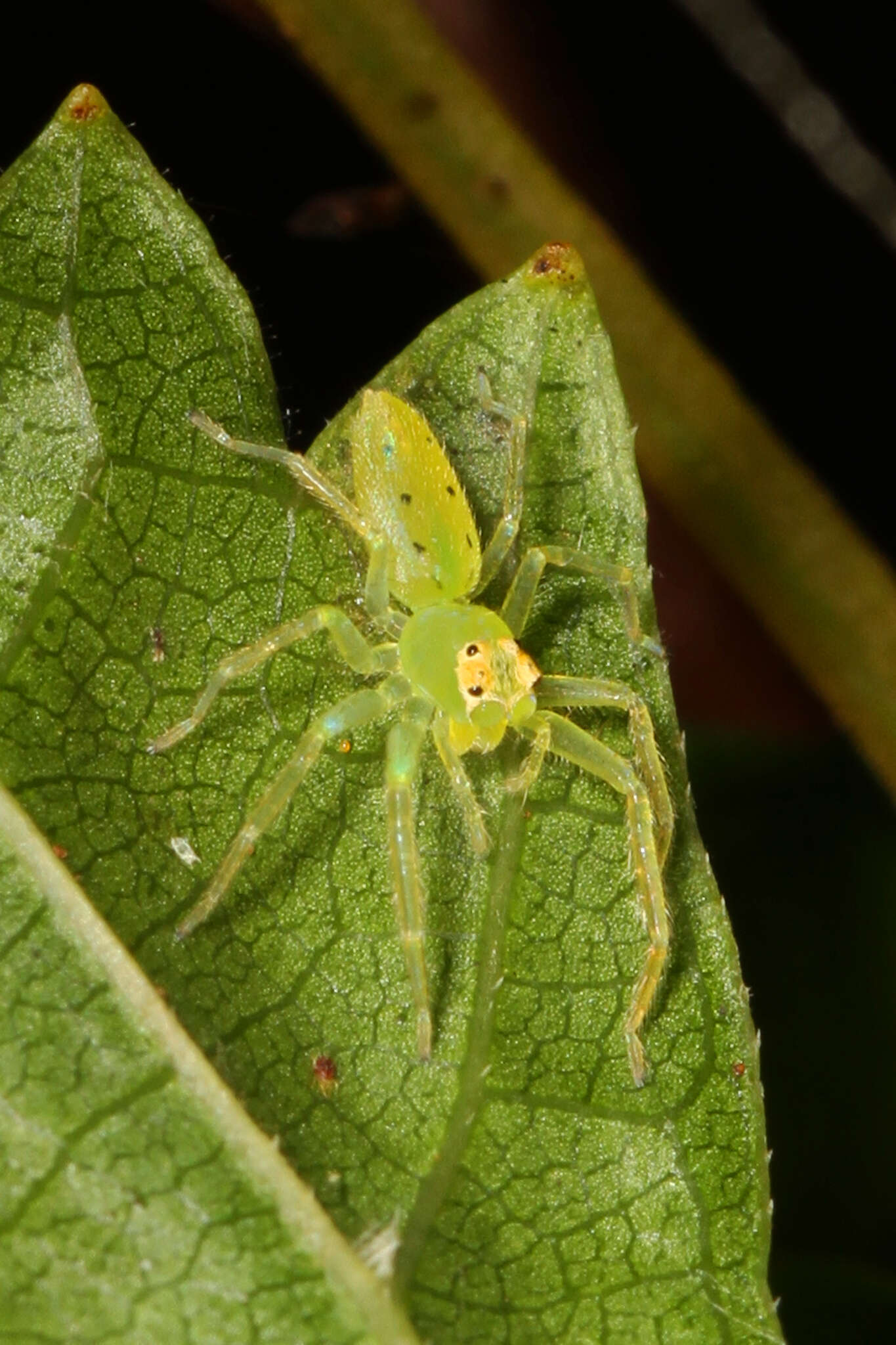 Image of Magnolia Green Jumper