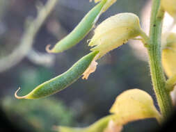 Image of hillside milkvetch