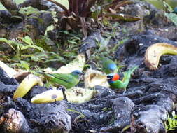 Image of Red-necked Tanager