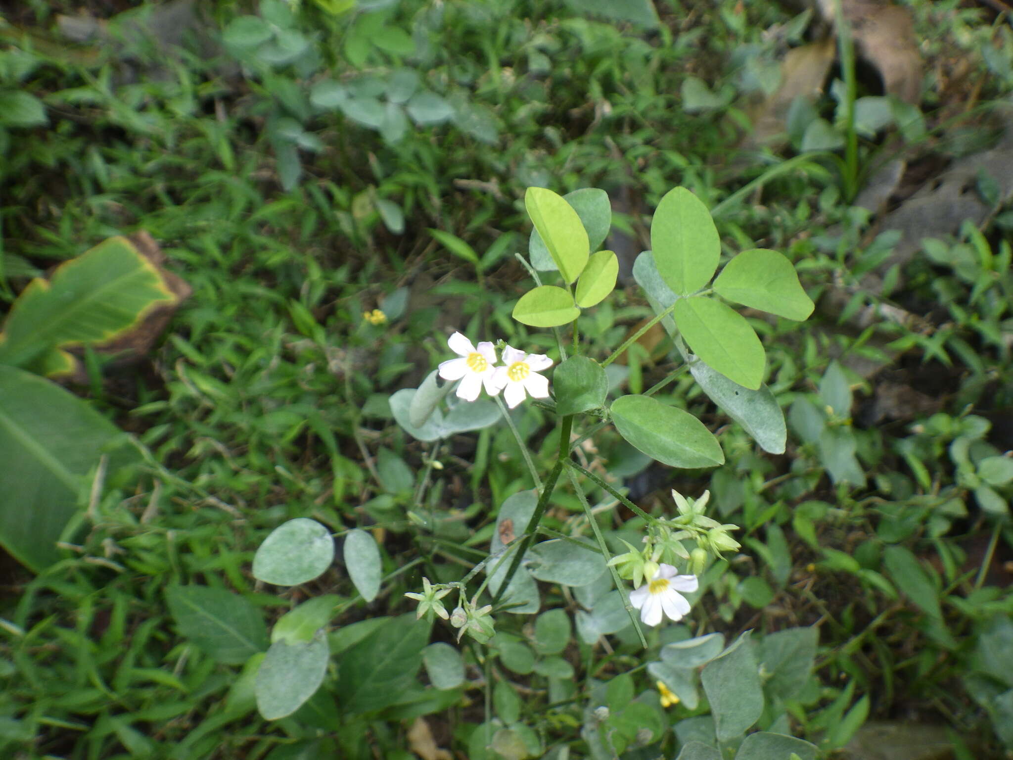 Sivun Oxalis barrelieri L. kuva