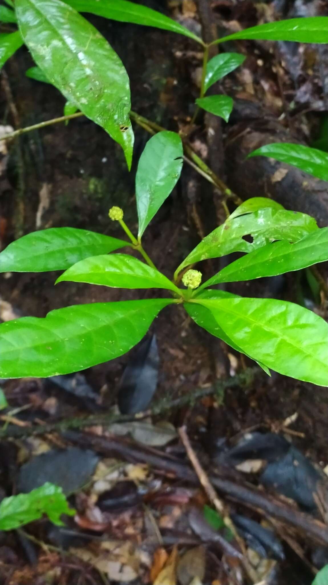 Eumachia guianensis (Bremek.) Delprete & J. H. Kirkbr. resmi