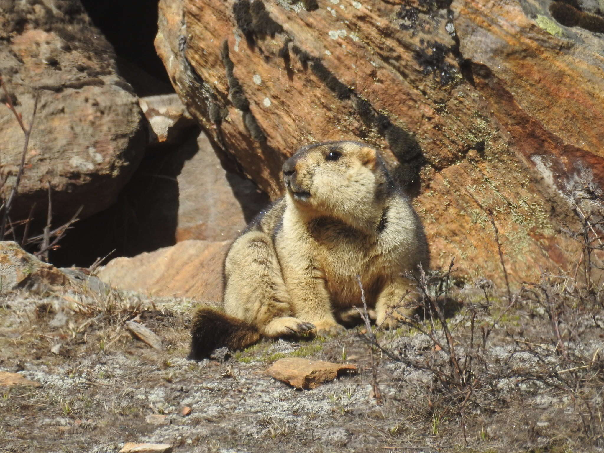 Image of Himalayan Marmot