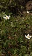 صورة Anemonastrum narcissiflorum subsp. fasciculatum (L.) Raus