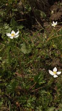 Imagem de Anemonastrum narcissiflorum subsp. fasciculatum (L.) Raus