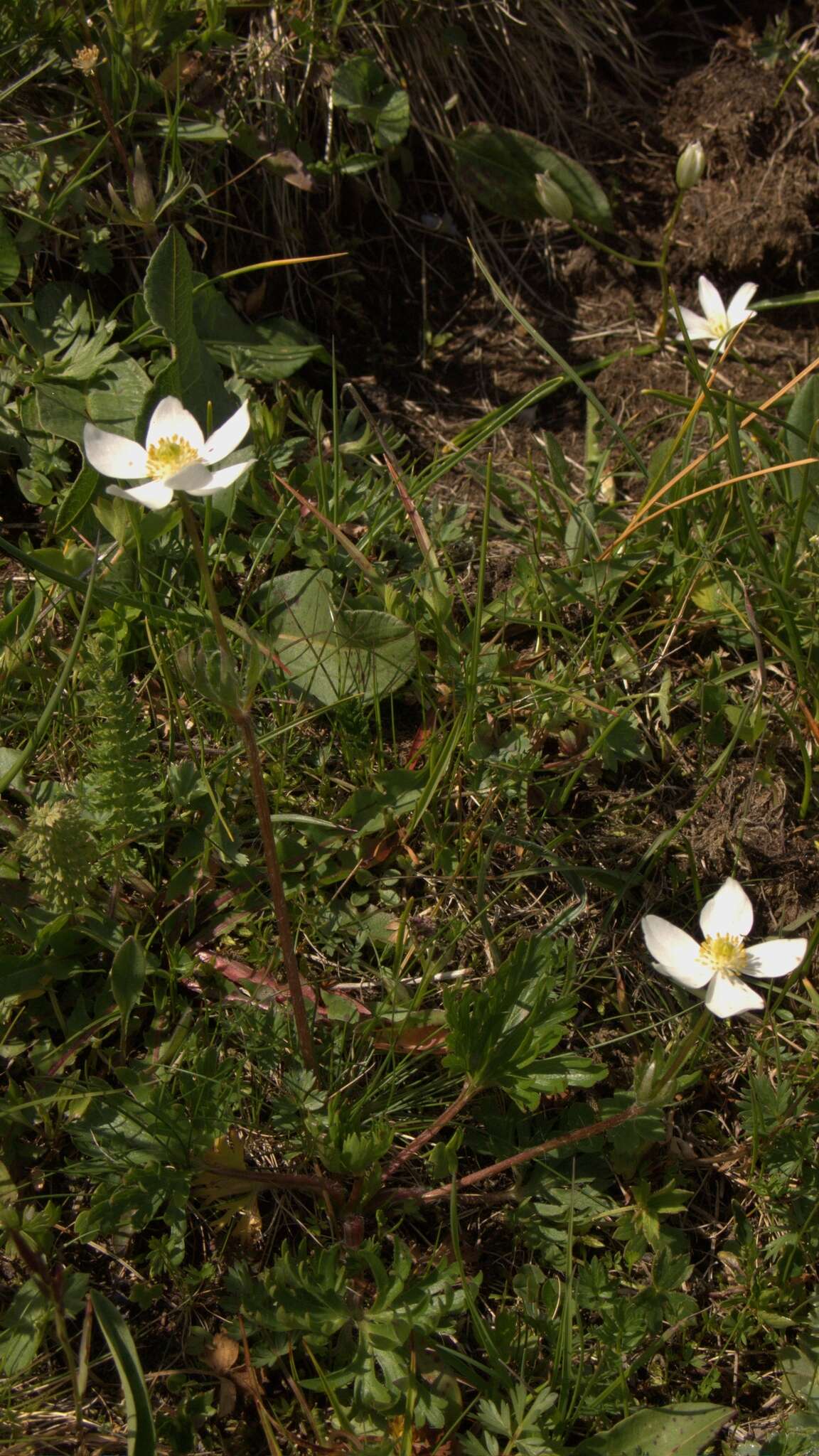 Anemonastrum narcissiflorum subsp. fasciculatum (L.) Raus的圖片