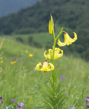 Image of Lilium kesselringianum Miscz.