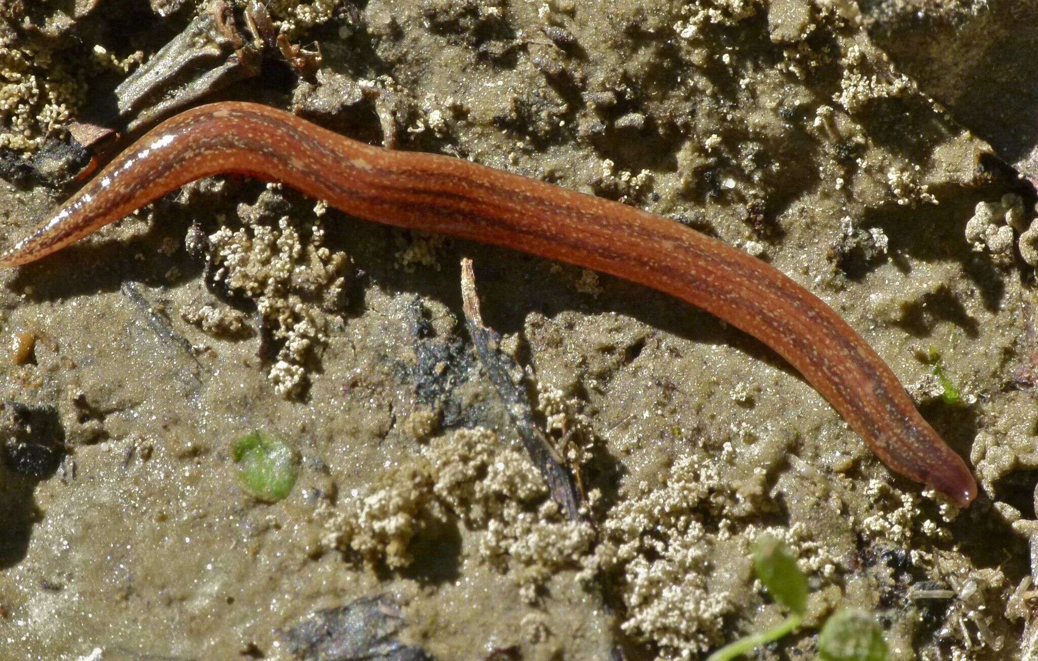 <i>Artioposthia subquadrangulata</i>的圖片