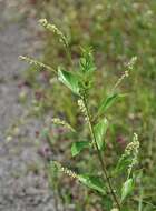 Image de Varronia schomburgkii (DC.) A. Borhidi