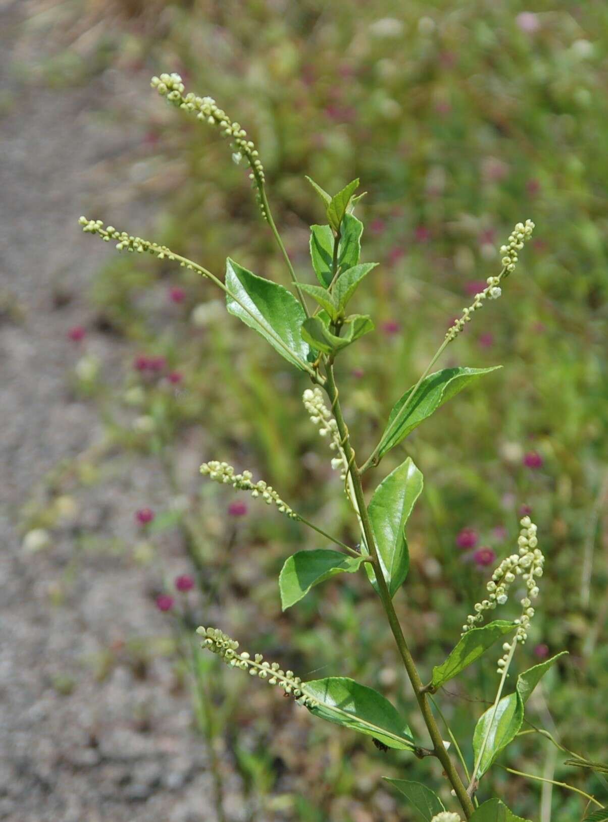 Image de Varronia schomburgkii (DC.) A. Borhidi