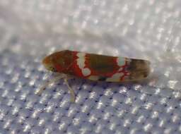 Image of Grapevine Leafhopper