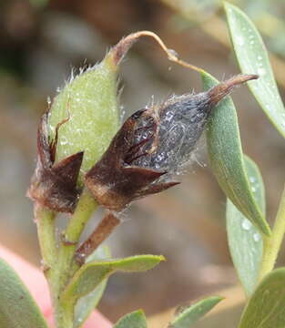 Image of <i>Liparia racemosa</i>