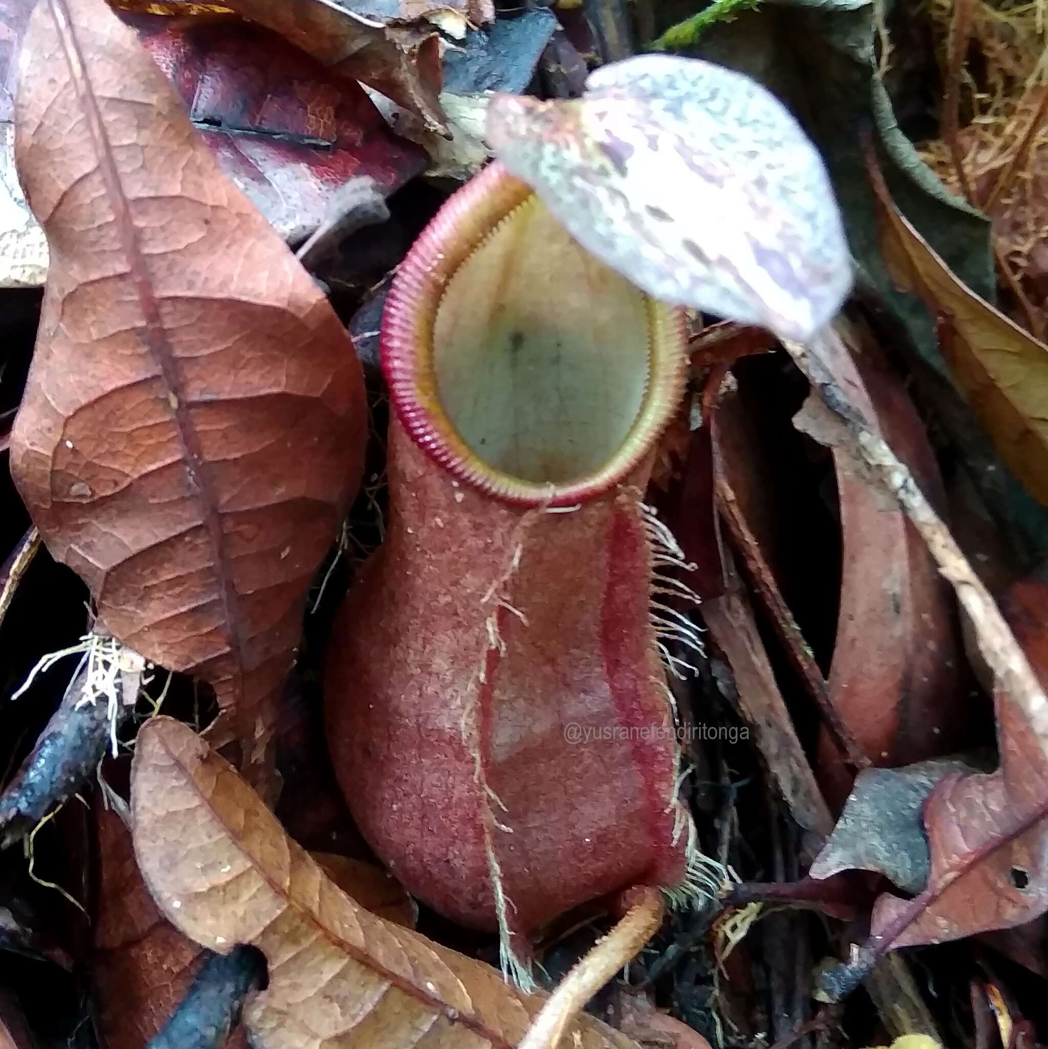 Image of Nepenthes rhombicaulis Sh. Kurata