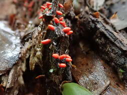 Image of Lycogala conicum