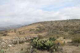 Слика од Agave salmiana subsp. crassispina (Trel.) Gentry