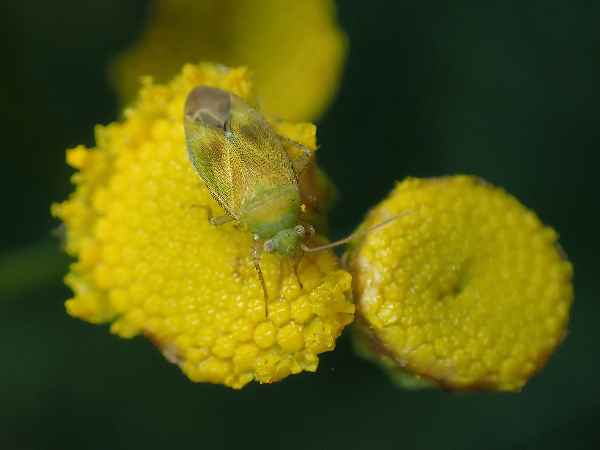 Слика од Megalocoleus tanaceti (Fallen 1807)