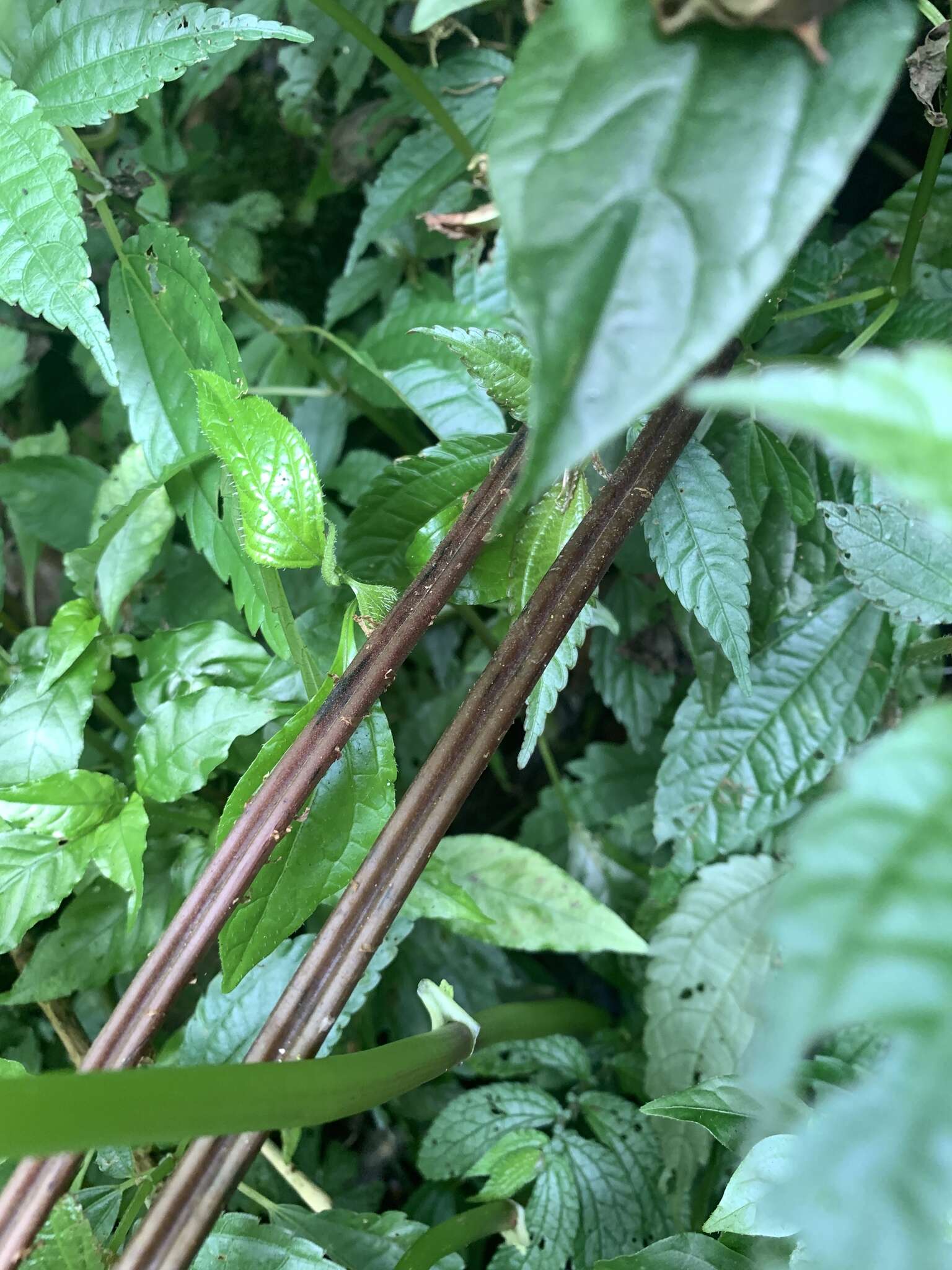 Image of Cornopteris banajaoensis (C. Chr.) K. Iwats. & M. G. Price